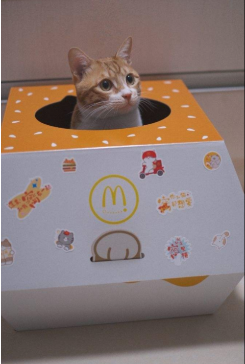 一些和猫相关的设计430